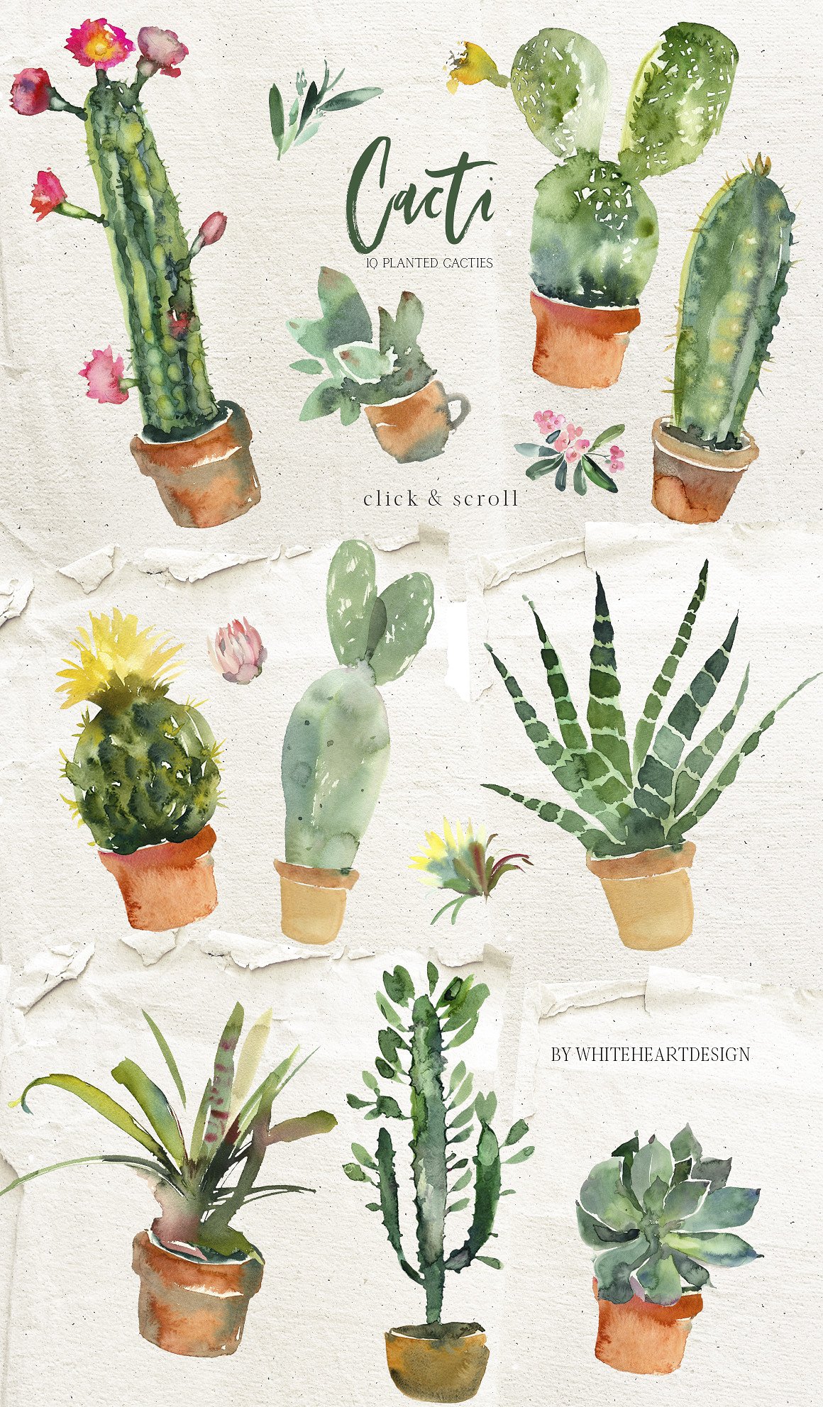 仙人掌水彩剪贴画 Cacti Watercolor Cactuses Clipart插图(9)