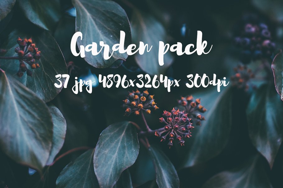 花园花卉植物高清照片素材 Garden photo Pack III插图(5)