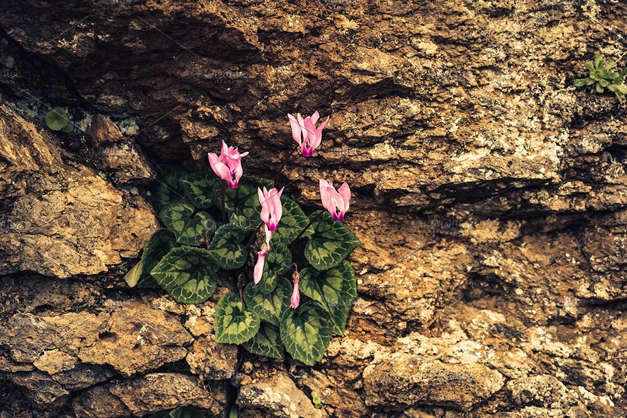 高清自然真实岩石石头照片素材 Rock Solid – Rock & Stone Collection插图(17)