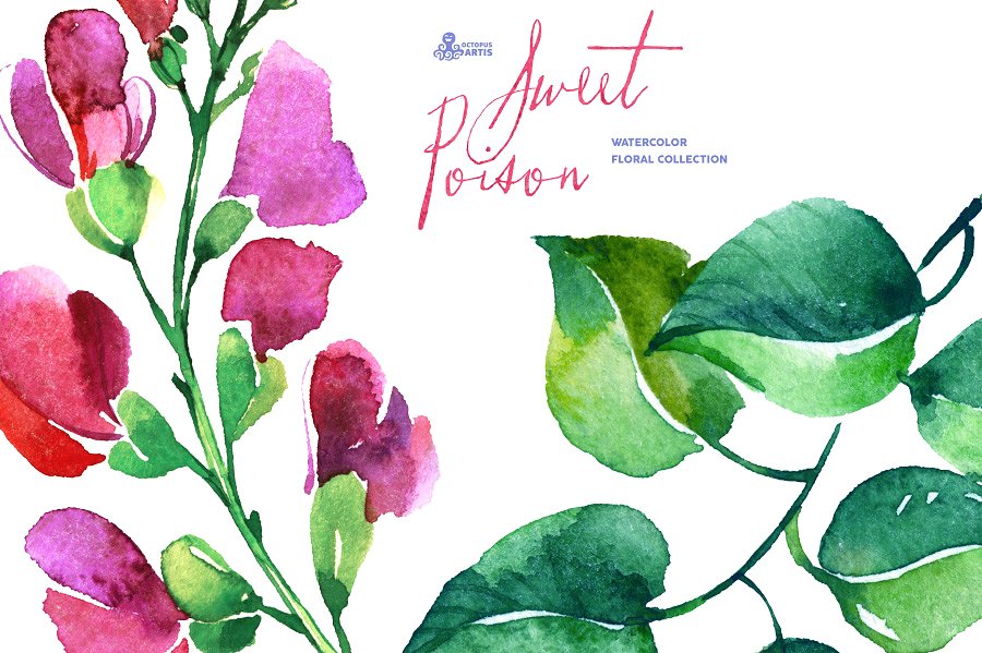 甜蜜的毒药-水彩花卉素材集 Sweet Poison. Floral collection插图(3)