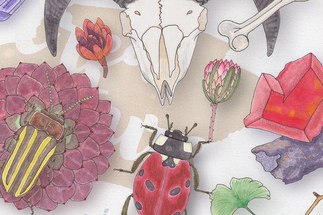 生物系列水彩手绘插画合集Vol.1 Watercolor Creatures vol. 1插图(4)