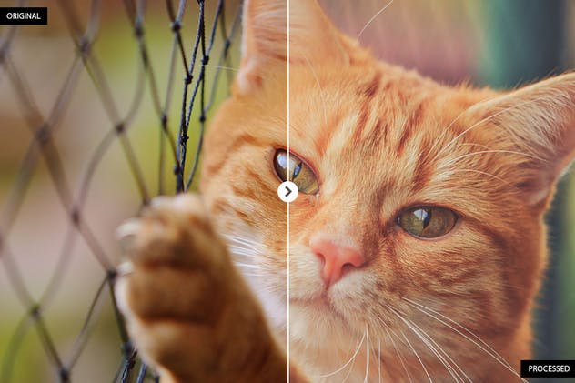 17个动物摄影后期处理滤镜LR预设 17 Animal Photography Lightroom Presets插图(7)