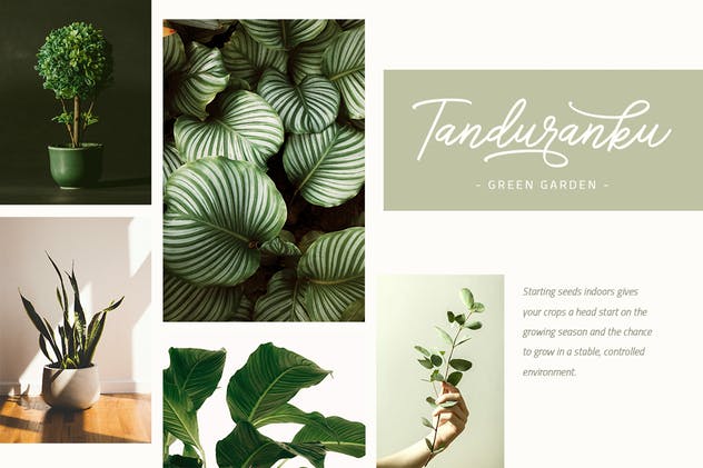 连字花式英文手写字体 Sengkaling Script插图(4)