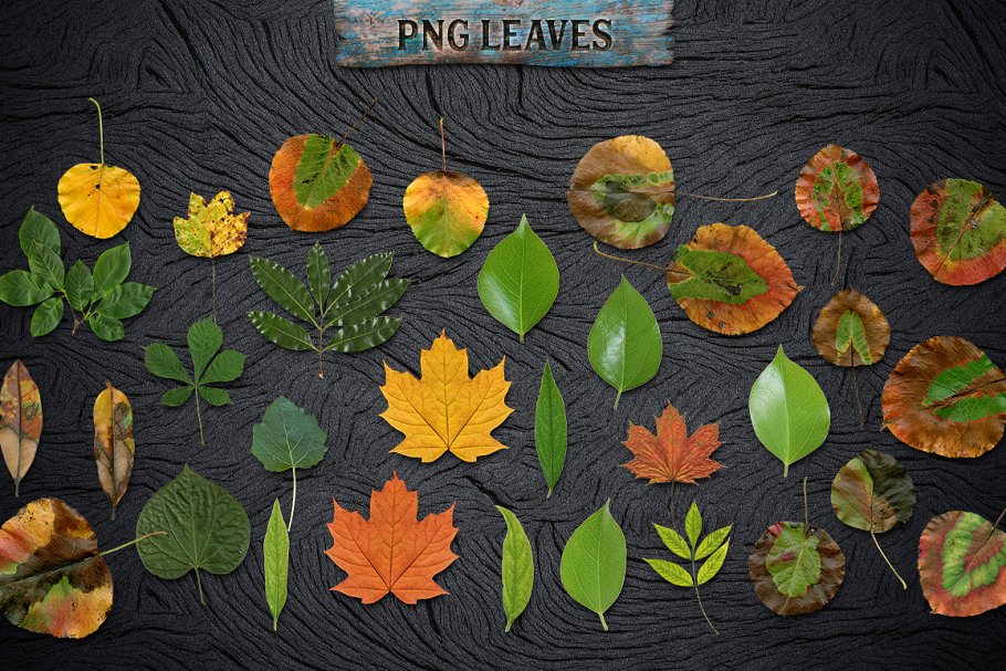 创意木制艺术设计素材包 WOODY Creative Toolkit for Photoshop插图(10)