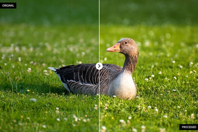 17个动物摄影后期处理滤镜LR预设 17 Animal Photography Lightroom Presets插图(2)