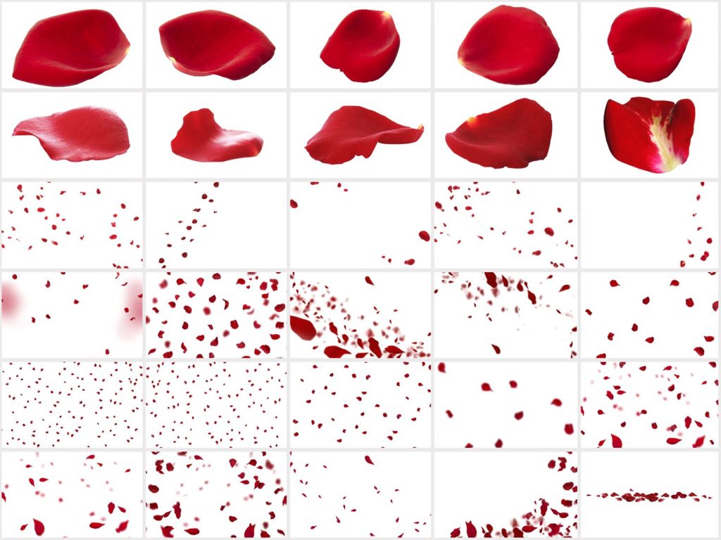 30个创意照片玫瑰花瓣叠加层素材下载[png]插图(4)
