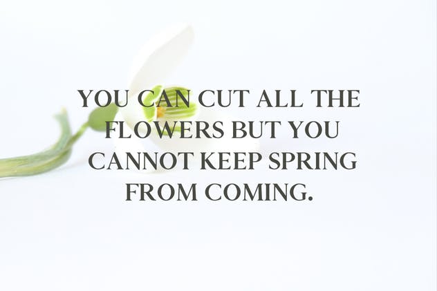 版式设计必备的现代优雅衬线字体家族 Zimra Serif Fonts Family Pack插图(4)