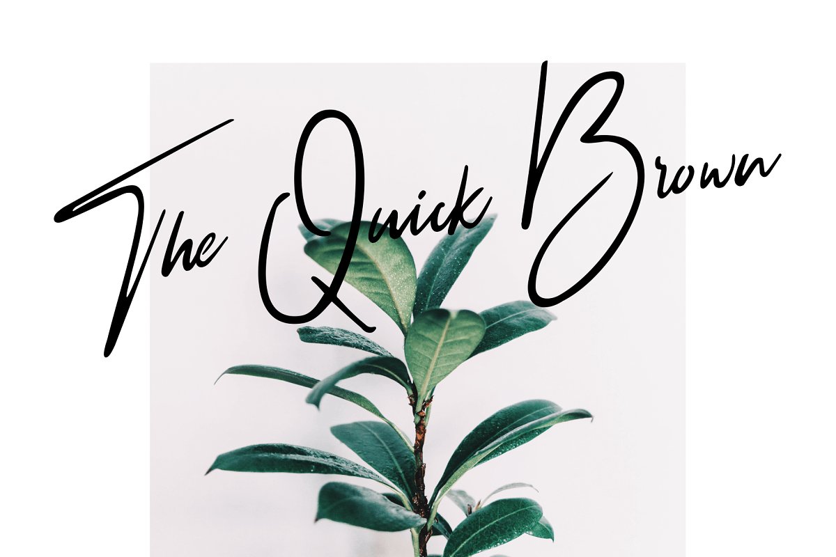 Wiltasso Font插图3