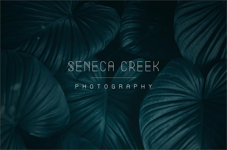 Summer Light font插图3 Summer Light font插图3